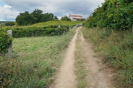 圣地亚哥路径西班牙圣地亚哥朝圣小道旅游朝圣之路植物踪迹远足环境精神生物农业场地背景