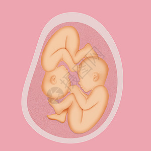 子宫中的婴儿子宫中的双胞胎背景