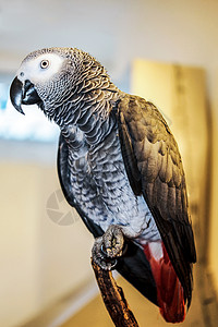 非洲灰鹦鹉前侧观 站在室内的树枝上高清图片