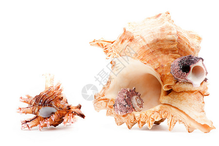 一室户海壳室质量野生动物旅游异国宏观扇贝生物海螺软体动物纪念品背景