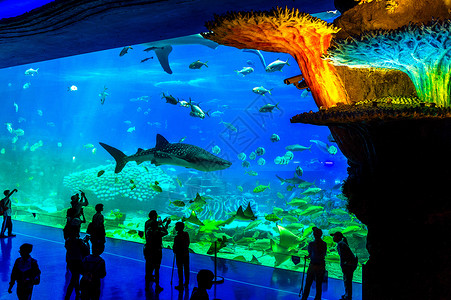骑鱼中国珠海的海洋王国公园海洋闲暇喜悦娱乐危险运动游客旅游冒险游泳背景