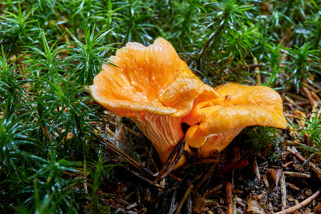 金鸡油菌可口自然的高清图片