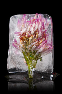 紫花冰冻植物冰箱叶子白色黑色花瓣脆弱性立方体气泡蓝色背景图片