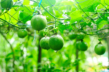 百香果树果树果汁农业营养热带生长花园植物饮食收成农场背景