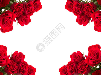 红玫瑰作为白色背景的框框高清图片