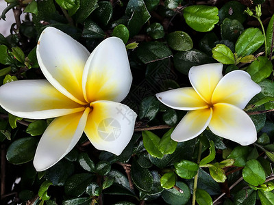 白色和黄色紧闭花朵花瓣问候语蝴蝶花束花园叶子温泉鸡蛋花热带高清图片