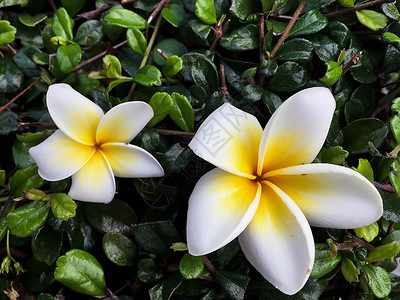 白色和黄色紧闭花朵花瓣鸡蛋花花束热带叶子花园蝴蝶温泉问候语高清图片