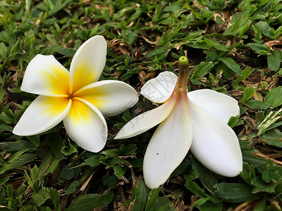 白色和黄色紧闭花朵热带叶子问候语花瓣花束蝴蝶温泉鸡蛋花花园高清图片