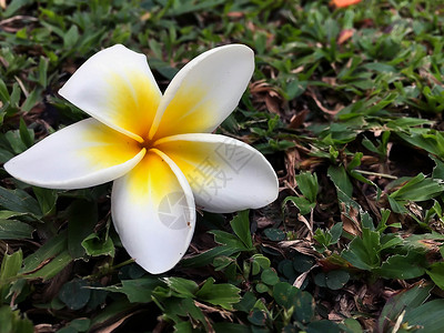 白色和黄色紧闭花朵蝴蝶花瓣问候语热带温泉鸡蛋花花束叶子花园高清图片