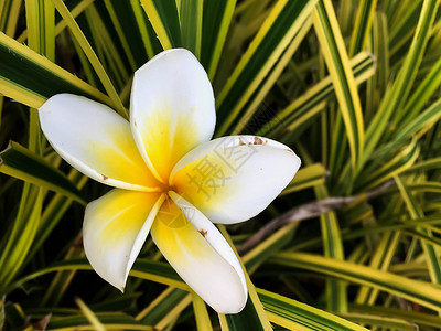 白色和黄色紧闭花朵花瓣温泉鸡蛋花花园叶子问候语热带蝴蝶花束高清图片