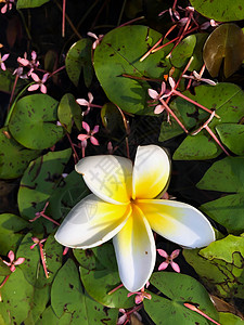 白色和黄色紧闭花朵花束叶子热带蝴蝶花园花瓣温泉问候语鸡蛋花高清图片