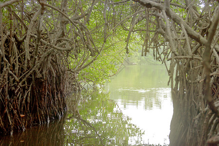 红树林游船斯里兰卡-通过一个红树林的游船背景