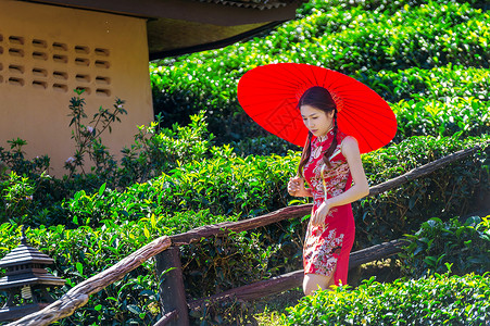 伞下女孩身着传统中国服装和绿茶田红伞的亚裔妇女牙齿叶子爬坡道收获女士文化采摘女性工人场地背景