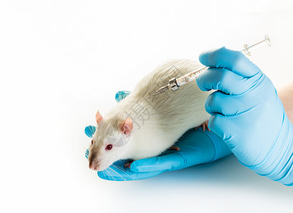 动物实验室白老鼠注射用手亲手背景