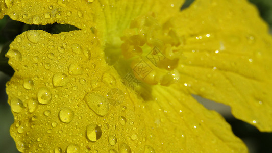 黄花水滴花瓣花朵活力黄色特写背景图片