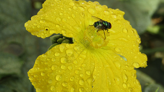 花粉者花朵传粉者黄花昆虫黄色晨露水滴活力花瓣背景图片