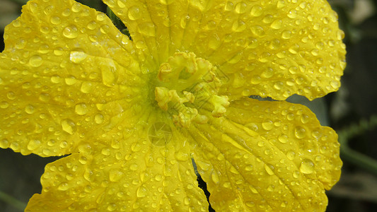 黄花水滴特写活力黄色花瓣花朵背景图片