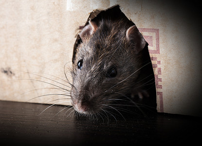 鼠洞灰老鼠从盒子里偷看头发耳朵爪子害虫尾巴鼻子眼睛老鼠毛皮宠物背景