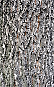 树皮的纹理木板材料榆树老化棕色灰色环境树干崎岖松树背景图片