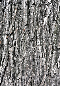 树皮的纹理榆树窗饰松树历史木板裂缝皮肤风化环境灰色背景图片
