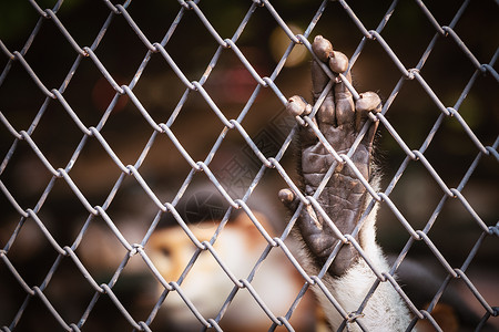 猴子手挂在生锈的铁笼子上野生动物生活荒野动物哺乳动物障碍爪子自由狒狒监禁背景