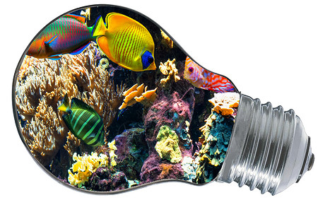 单个鱼素材里面有异国鱼类和水下风景的光灯背景