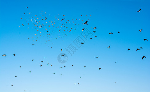 飞翔鸽子摄影黑色的物种高清图片