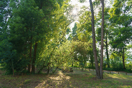 草区公园的彩礼区国家小路蓝色太阳森林土地长椅草地木头风景背景