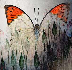 蝴蝶壁画垃圾蝴蝶设计壁纸橙子植物群羊皮纸君主蓝色墙纸古董动物昆虫翅膀背景