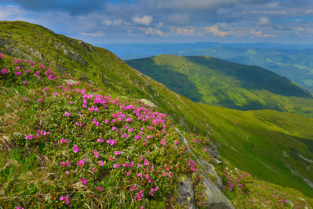 岩岸高地鲜花夏季山丘的粉红罗多登峰观赏植物群季节地方高地天空旅行山脉阴影小径背景