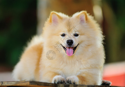波梅拉尼亚斯皮兹狗快乐宠物幼兽小狗棕色动物橙子高清图片