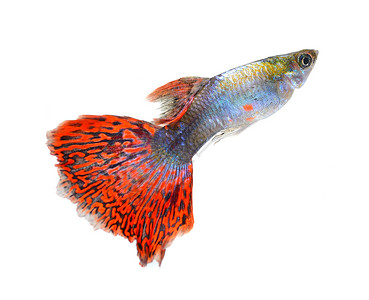 书红色尾巴在白色背景上孤立的鱼红色热带绿色橙子蓝色运动尾巴黄色宏观水族馆背景