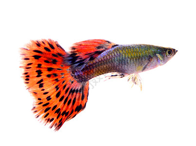 书红色尾巴在白色背景上孤立的鱼宏观金子尾巴绿色黄色蓝色运动宠物橙子红色背景