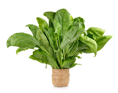 半隐生植物白色背景的篮子菠菜饮食营养树叶食物沙拉蔬菜美食叶子绿色植物背景