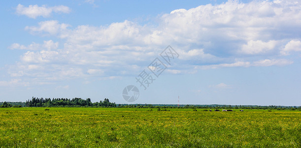 田野的夏日风景 俄罗斯的广阔土地 绿草和蓝天空高清图片
