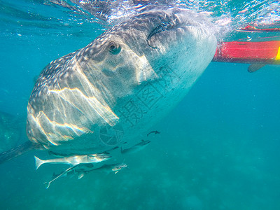科洛布在奥斯陆市附近与鲸鲨在海中游泳的游客b荒野旅游动物情调女士濒危异国浮潜热带太阳背景