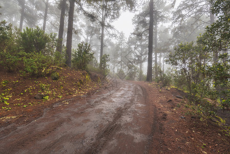 多雾在阿雷纳斯内格拉斯 特纳里夫 加那利群岛 西班牙的美丽的雾林森林桂冠假期旅游魔法环境远足乡村季节人行道背景