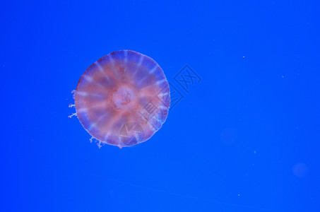 透明水母 水中含有粉红刺高清图片