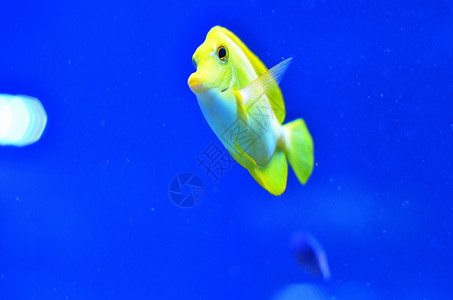 纯蓝水中的明黄鱼背景图片
