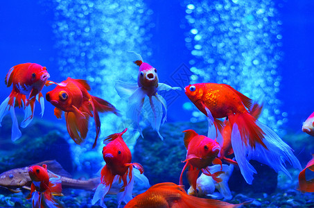 一群红鱼漂浮在水族馆里高清图片