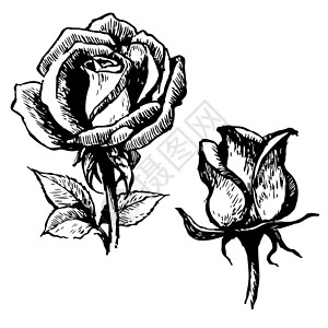 玫瑰黑白玫瑰和树叶植物绘画花园艺术草图叶子花朵插图背景