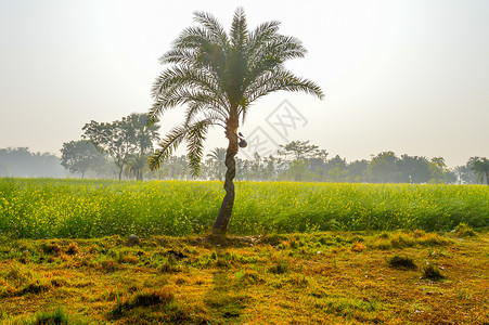 绿色红枣树在农地种植椰子棕榈树山脉叶子水果热带种植园叶柄栽培营养农村食物背景