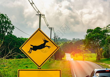 鹿车注意! 野生动物在小山丘和绿草地附近的沥青路旁的柏油路旁跨越标志 在旅行中谨慎驾驶的旅游车背景