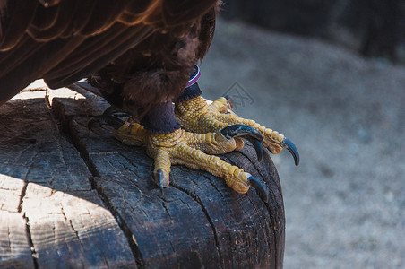 秃鹰的爪和爪高清图片
