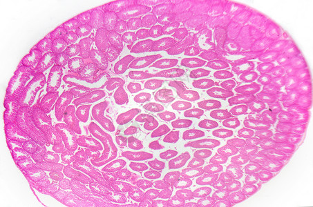 精原细胞人类精母细胞高清图片