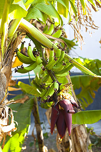 香蕉树森林花园营养水果太阳农场生长旅行棕榈藤蔓高清图片