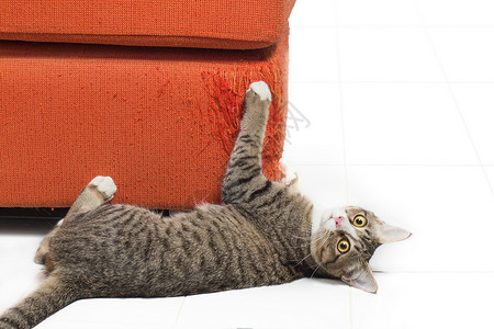 猫抓沙发毁坏短发高清图片