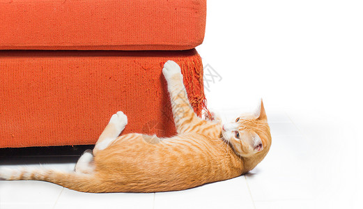 猫抓沙发脚猫抓刮草巾沙发小猫团体房间动物抹布黑色眼睛织物动物群长椅背景