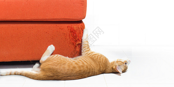 脚猫抓刮草巾沙发毛皮房间动物小猫椅子眼睛动物群团体长椅宠物背景图片