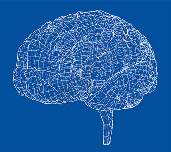 大脑图3D 轮廓布莱大脑皮层草图3d心理学小脑智力记忆器官解剖学背景